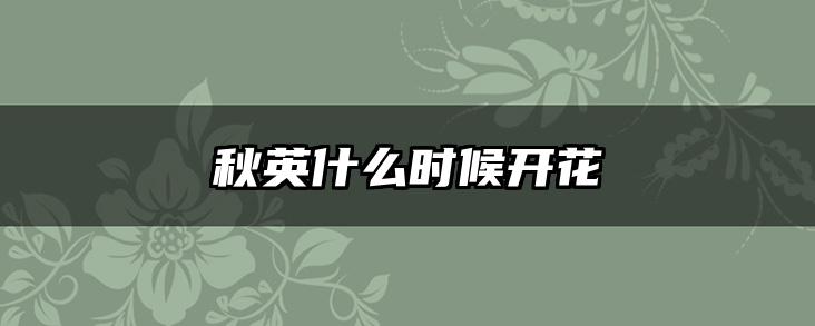 秋英什么时候开花