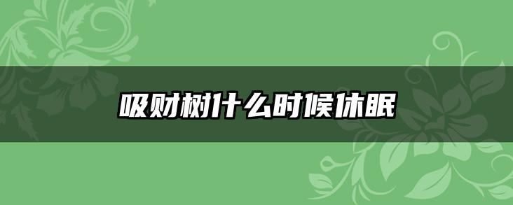 吸财树什么时候休眠