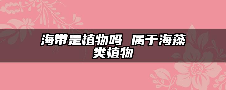 海带是植物吗 属于海藻类植物