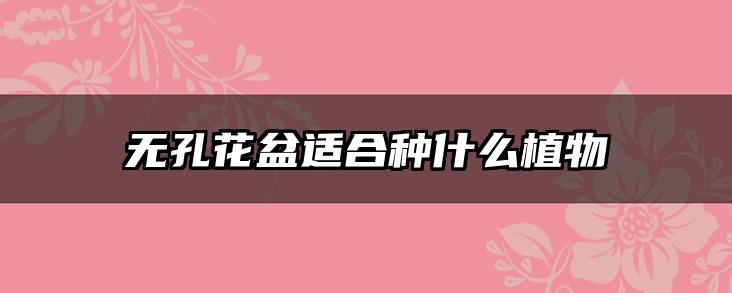 无孔花盆适合种什么植物