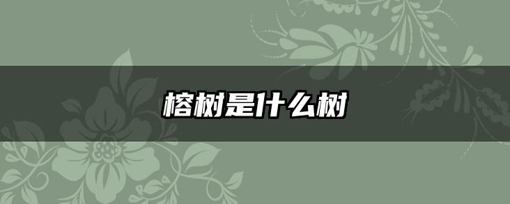 榕树是什么树
