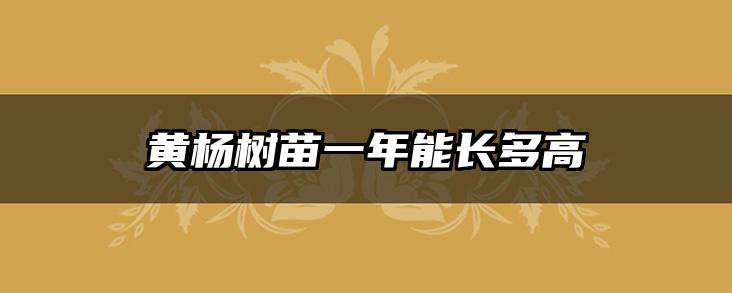 黄杨树苗一年能长多高