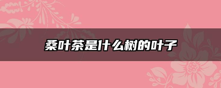 桑叶茶是什么树的叶子