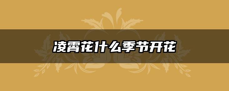 凌霄花什么季节开花