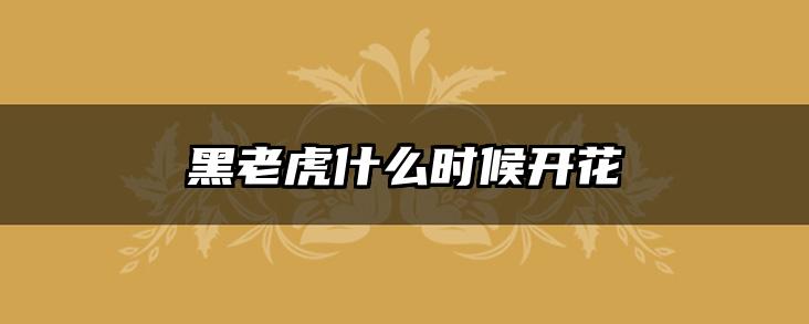 黑老虎什么时候开花