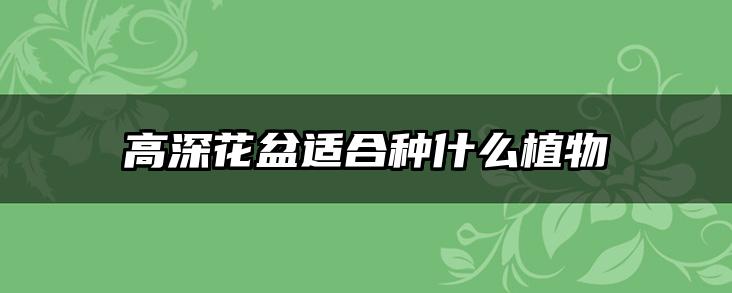 高深花盆适合种什么植物