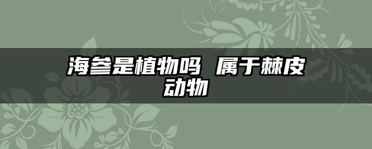 海参是植物吗 属于棘皮动物