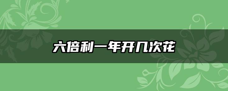 六倍利一年开几次花