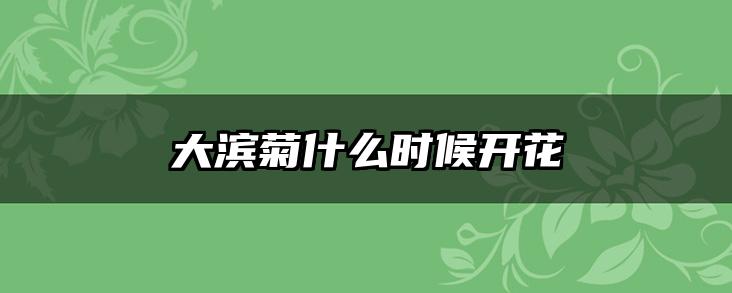 大滨菊什么时候开花