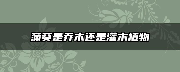 蒲葵是乔木还是灌木植物