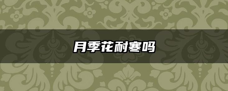 月季花耐寒吗