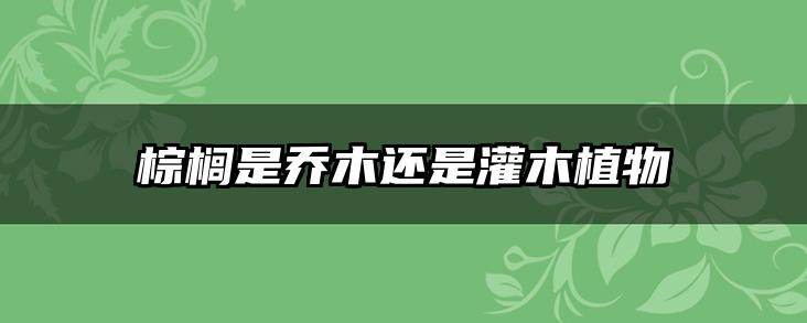棕榈是乔木还是灌木植物