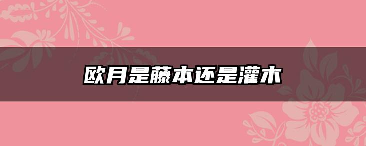 欧月是藤本还是灌木