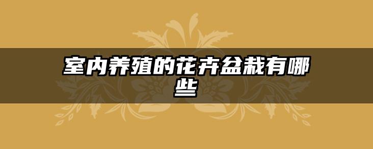 室内养殖的花卉盆栽有哪些