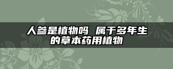 人参是植物吗 属于多年生的草本药用植物