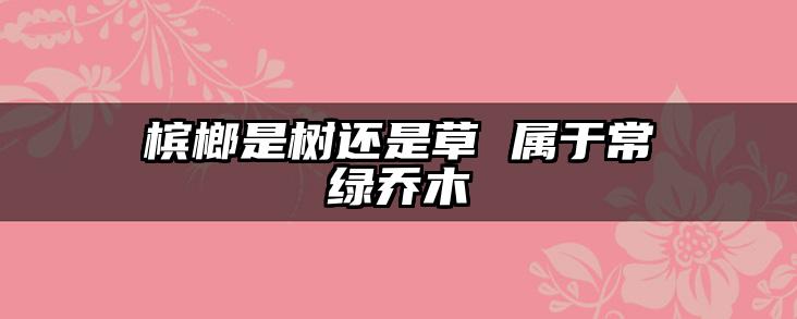槟榔是树还是草 属于常绿乔木