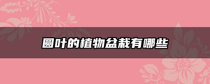 圆叶的植物盆栽有哪些