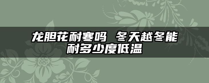 龙胆花耐寒吗 冬天越冬能耐多少度低温