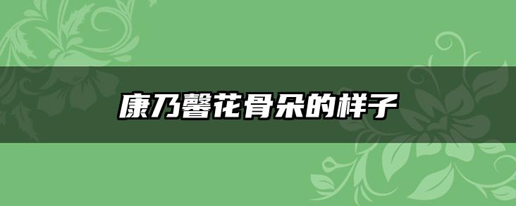 康乃馨花骨朵的样子