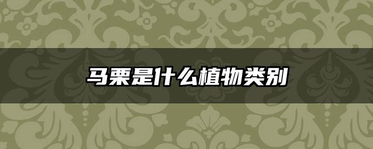 马栗是什么植物类别