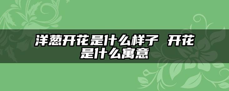 洋葱开花是什么样子 开花是什么寓意