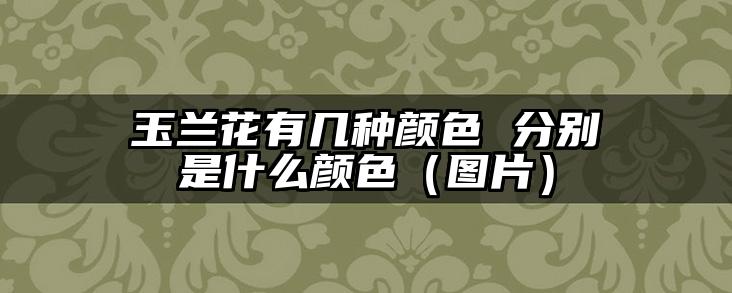 玉兰花有几种颜色 分别是什么颜色(图片)