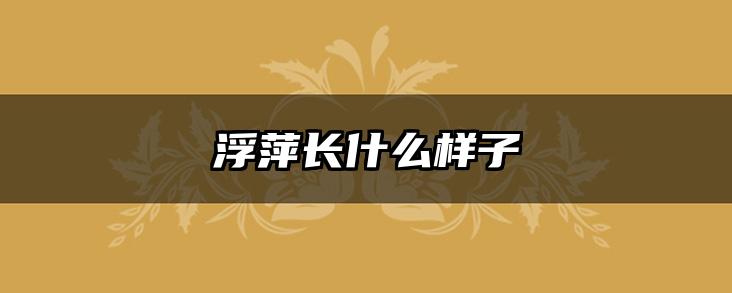 浮萍长什么样子