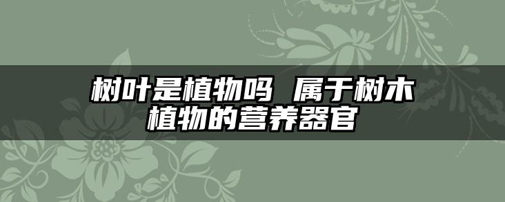 树叶是植物吗 属于树木植物的营养器官