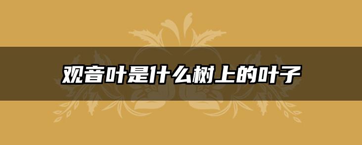 观音叶是什么树上的叶子