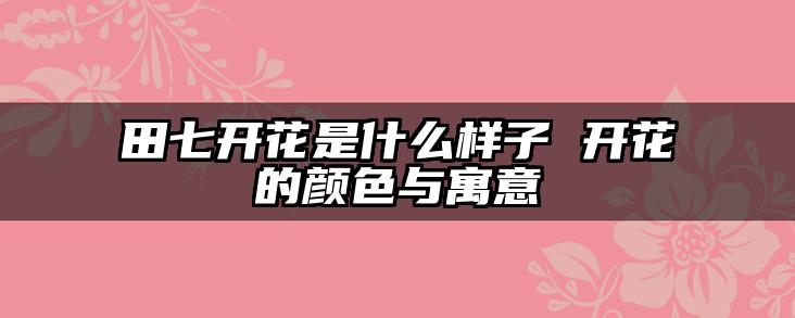 田七开花是什么样子 开花的颜色与寓意