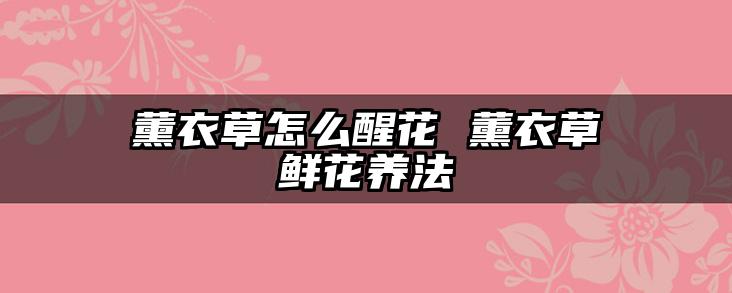 薰衣草怎么醒花 薰衣草鲜花养法