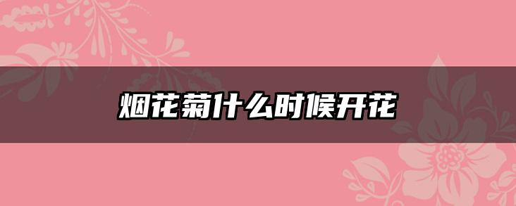 烟花菊什么时候开花