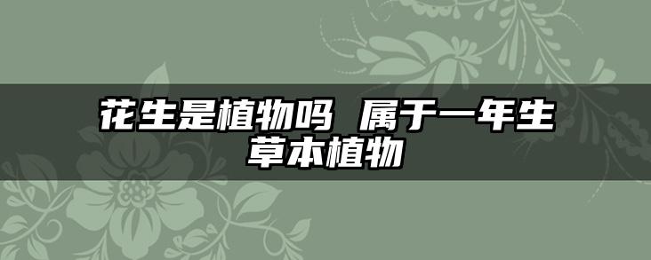 花生是植物吗 属于一年生草本植物