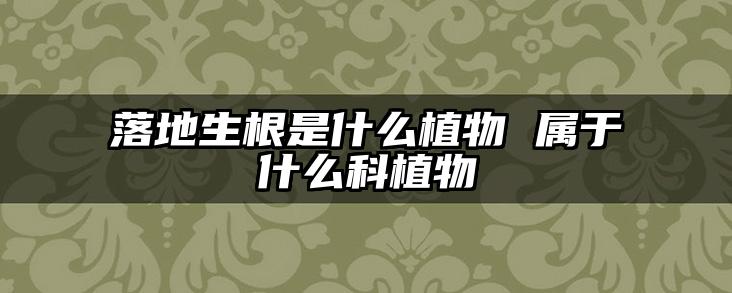 落地生根是什么植物 属于什么科植物