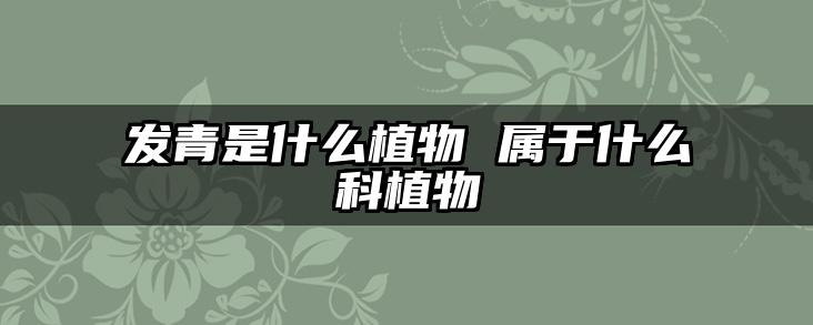 发青是什么植物 属于什么科植物