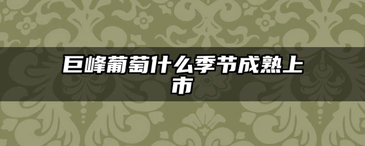 巨峰葡萄什么季节成熟上市