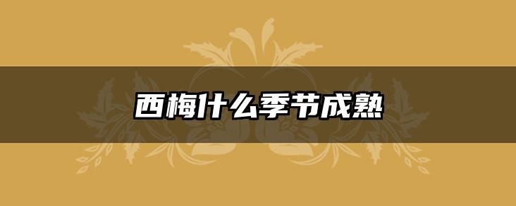 西梅什么季节成熟