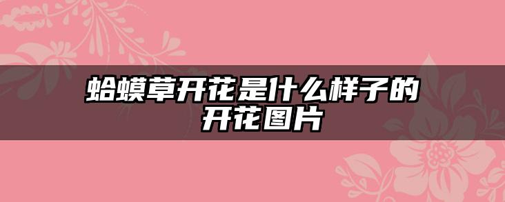 蛤蟆草开花是什么样子的 开花图片