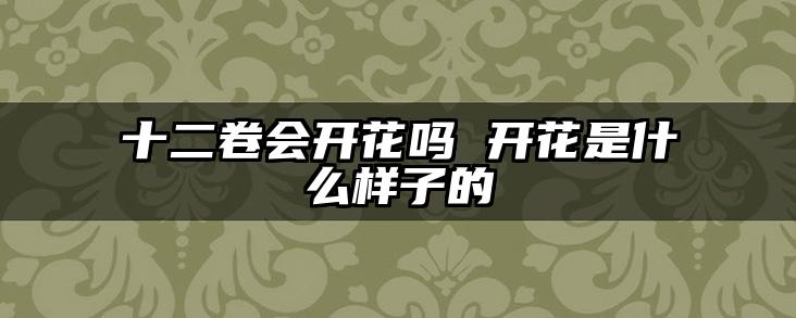 十二卷会开花吗 开花是什么样子的