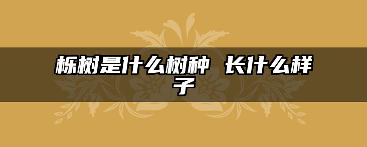 栎树是什么树种 长什么样子