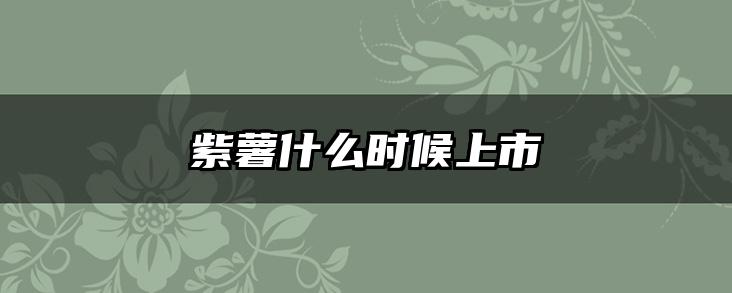 紫薯什么时候上市