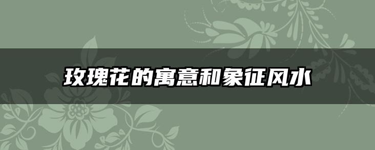 玫瑰花的寓意和象征风水