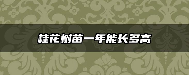 桂花树苗一年能长多高