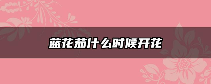 蓝花茄什么时候开花