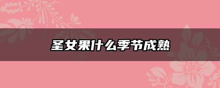 圣女果什么季节成熟