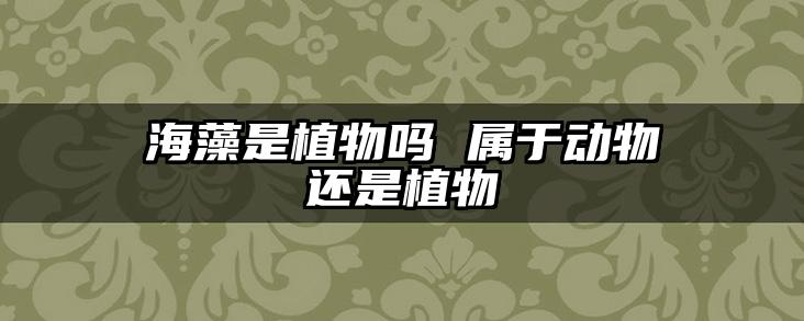 海藻是植物吗 属于动物还是植物