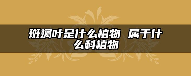 斑斓叶是什么植物 属于什么科植物