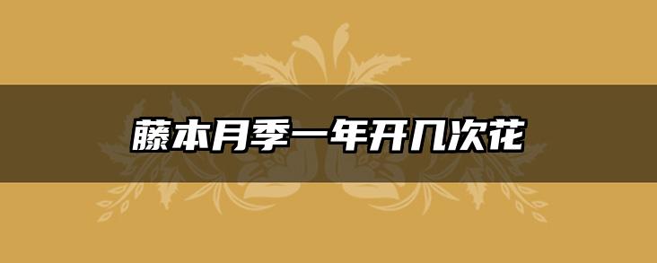 藤本月季一年开几次花