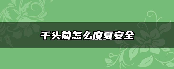 千头菊怎么度夏安全