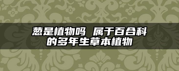 葱是植物吗 属于百合科的多年生草本植物